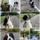 Cooper