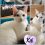 Kit
